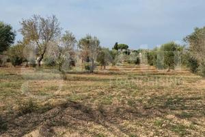 Terreno Residenziale Carovigno