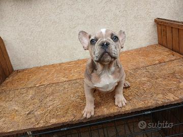 Bulldog francesi maschi esotici