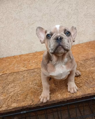 Bulldog francesi maschi esotici