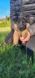 Cuccioli di pastore tedesco