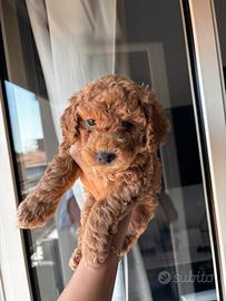 Disponibile cucciolo maschio di barboncino