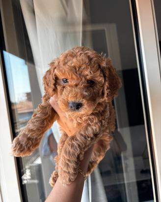 Disponibile cucciolo maschio di barboncino