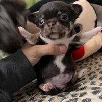 Chihuahua femmina cioccolato occhi verdi