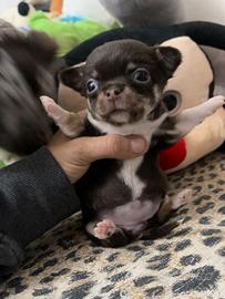 Chihuahua femmina cioccolato occhi verdi