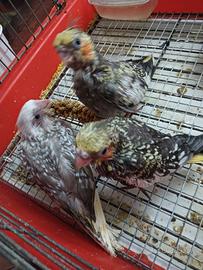 Calopsite allevate a mano