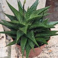 Haworthia Limifolia