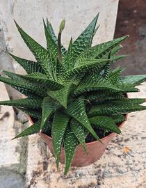 Haworthia Limifolia