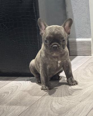Bulldog francese