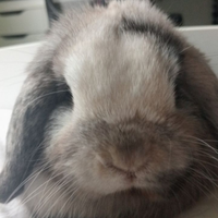 Coniglio Mini Lop arlecchino