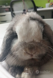 Coniglio Mini Lop arlecchino