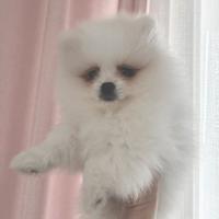 Volpino Pomerania / Spitz Tedesco Nano