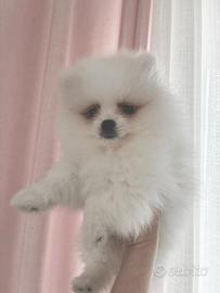 Volpino Pomerania / Spitz Tedesco Nano