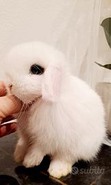 Meraviglioso esemplare mini bianco occhi blu