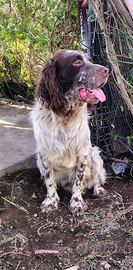 Setter inglese maschio 15 mesi