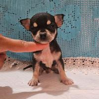Chihuahua toy Allevamento Cucciolisole