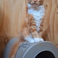 Cucciola Maine Coon con Pedigree