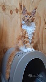 Cucciola Maine Coon con Pedigree