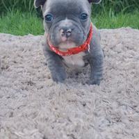 Bulldog francese