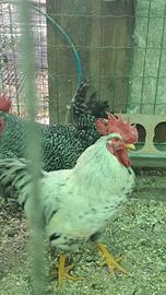 Galli robusta Maculata