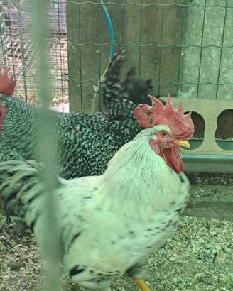 Galli robusta Maculata