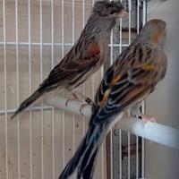 Canarini arlecchini portoghesi