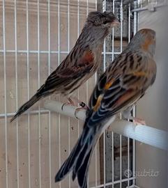 Canarini arlecchini portoghesi