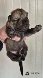 Cane lupo cecoslovacco