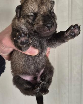 Cane lupo cecoslovacco