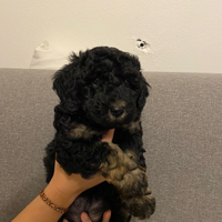 Cuccioli di barboncino