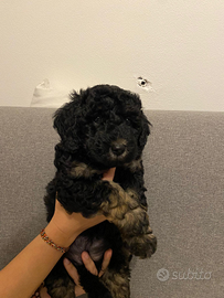 Cuccioli di barboncino