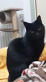 Gatto nero