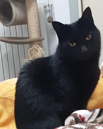 Gatto nero