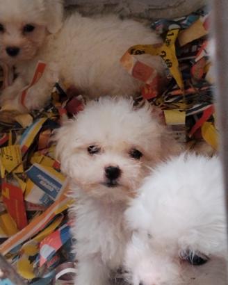 Maltese