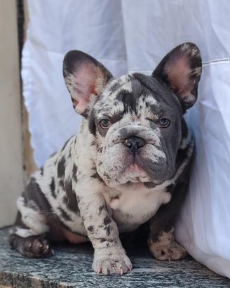 Bulldog francese