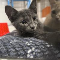 Gattino di 2 mesi e mezzo in adozione