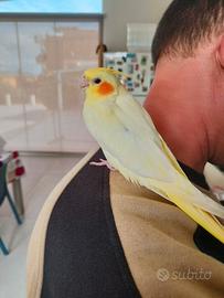 Disponibile calopsite allevato a mano