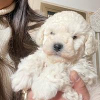 Maltipoo maschio