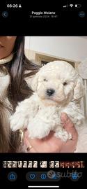 Maltipoo maschio