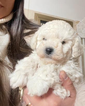 Maltipoo maschio