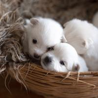 Cuccioli di volpino italiano