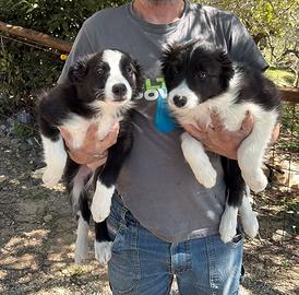Cuccioli di border collie