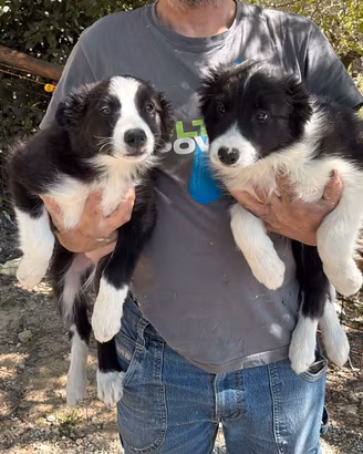 Cuccioli di border collie