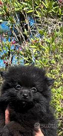Spitz di pomerania