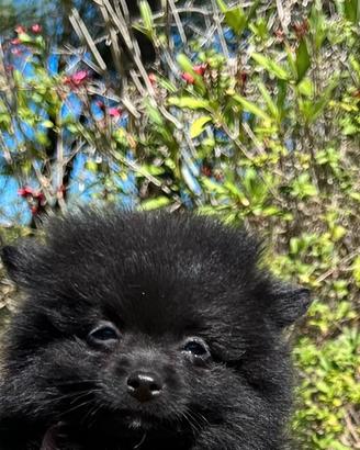 Spitz di pomerania