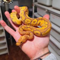 Pitone Reale - Ultramel Clown