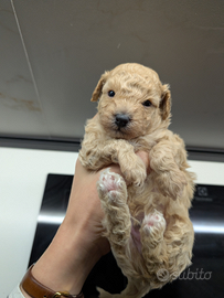 Barboncino mini toy champagne