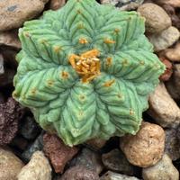 Piante aztekium ritteri