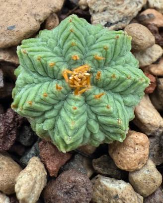 Piante aztekium ritteri