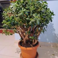 pianta grassa
