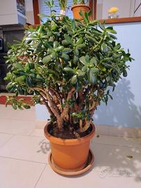 pianta grassa